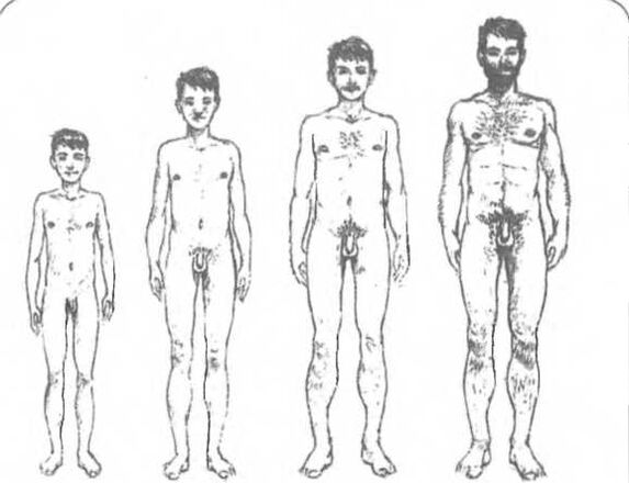 Peenise suurus sõltuvalt vanusest